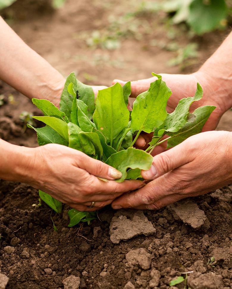 ecofood about plant