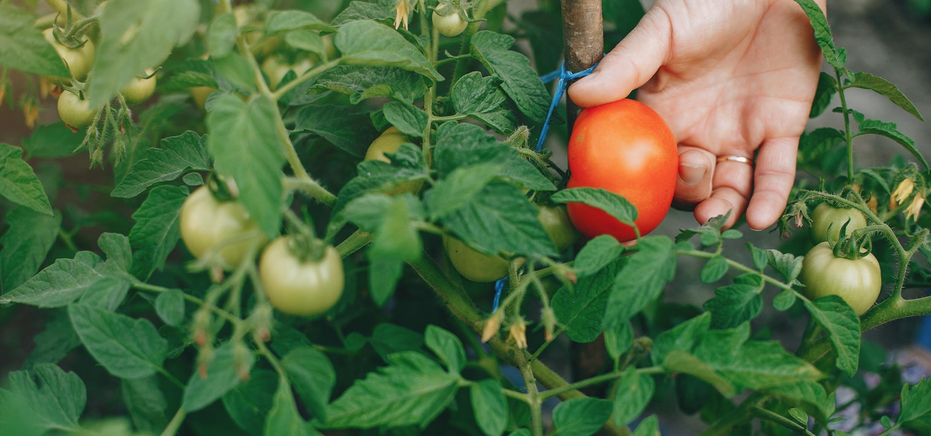 ecofood cooeperate tomatoes